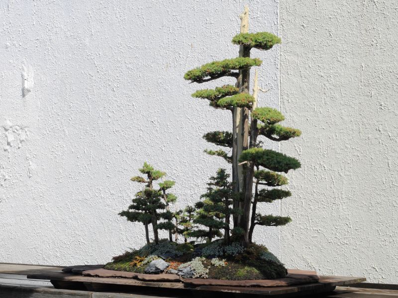 The National Bonsai Museum, a testament to the artistry and history of bonsai.