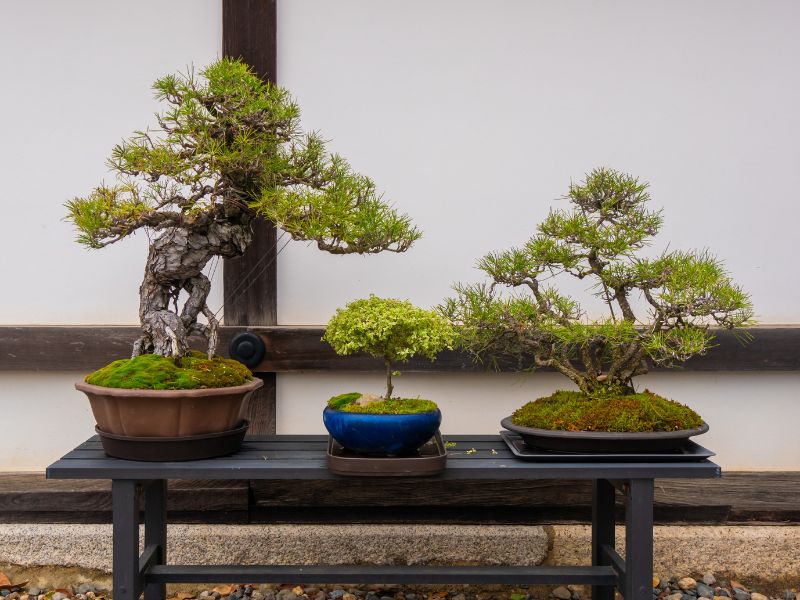 Bonsai has a universal appeal.