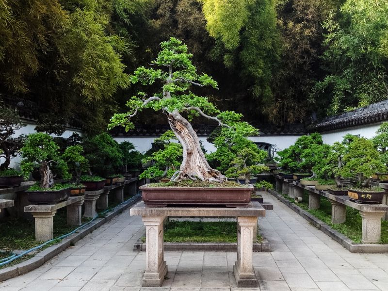 The National Bonsai Foundation has a diverse collection of bonsai trees.