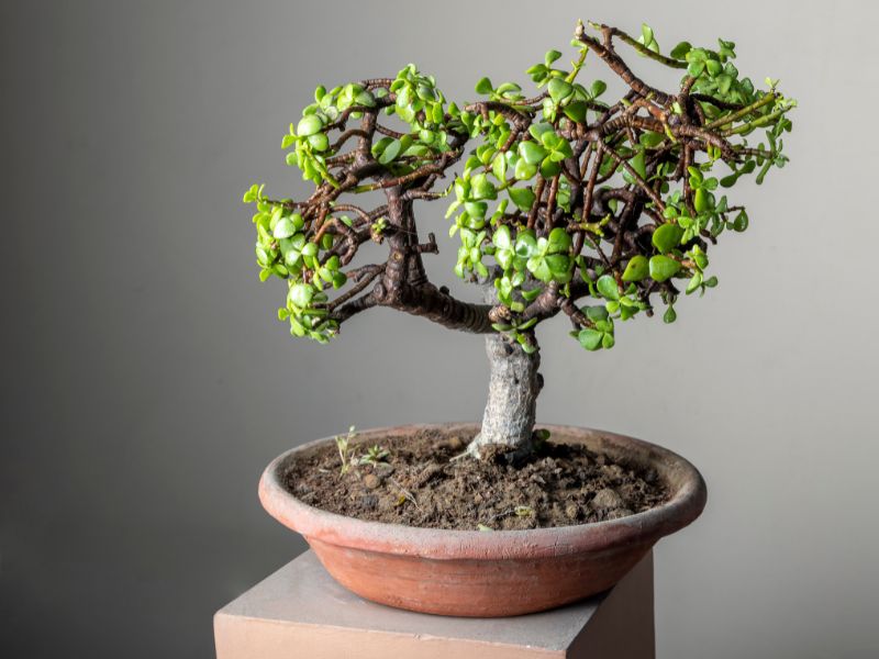 The perfect air purifying Jade tree is an aesthetically pleasing house plant that is easy to look after.