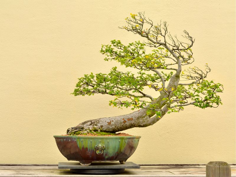 Bonsai tree benefits go beyond just home decorations.