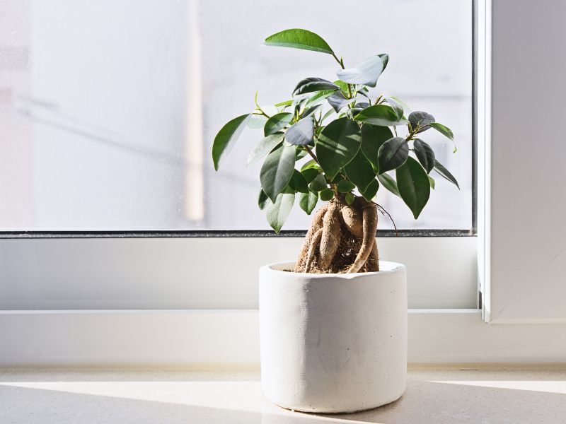 With its delicate leaves and intricate branches, this tiny tree enhances your indoor environment.