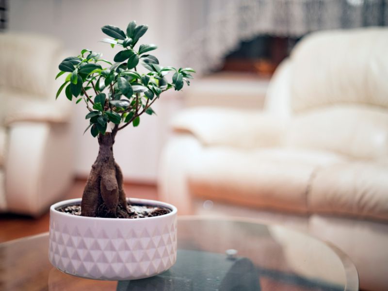 When you keep bonsai trees indoors, they help reduce the incidence of dry coughs, colds, and sore throats.