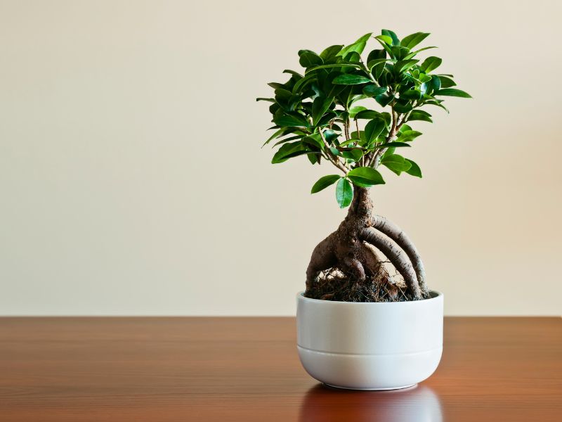 Ficus bonsai is one of the most popular types of bonsai trees.