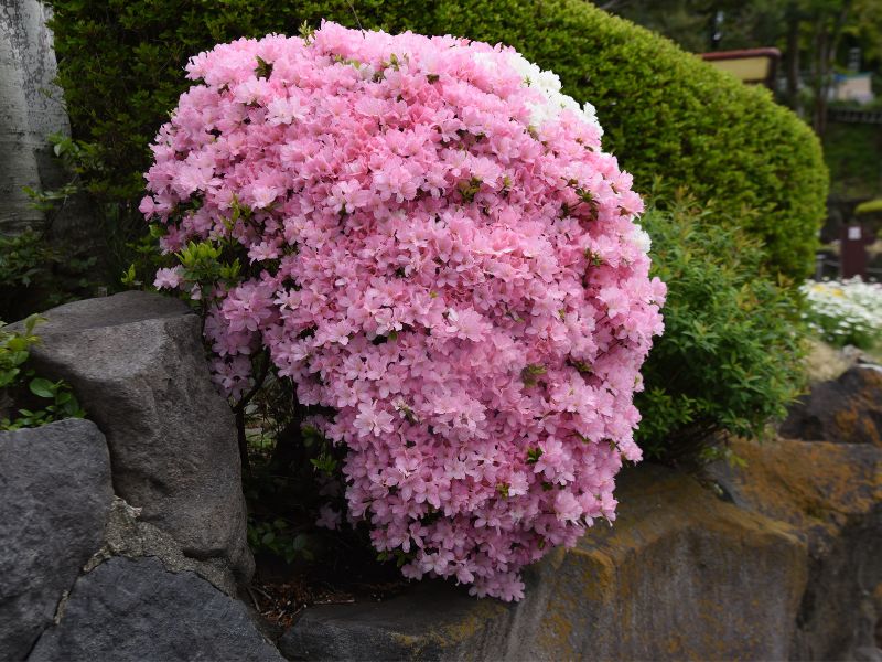 This kurume azalea bonsai produces three flowers per bud.