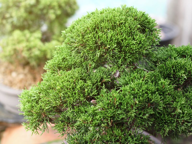 Juniper bonsai is known for its delicate foliage, which is a bright green color and has a soft, feathery texture.