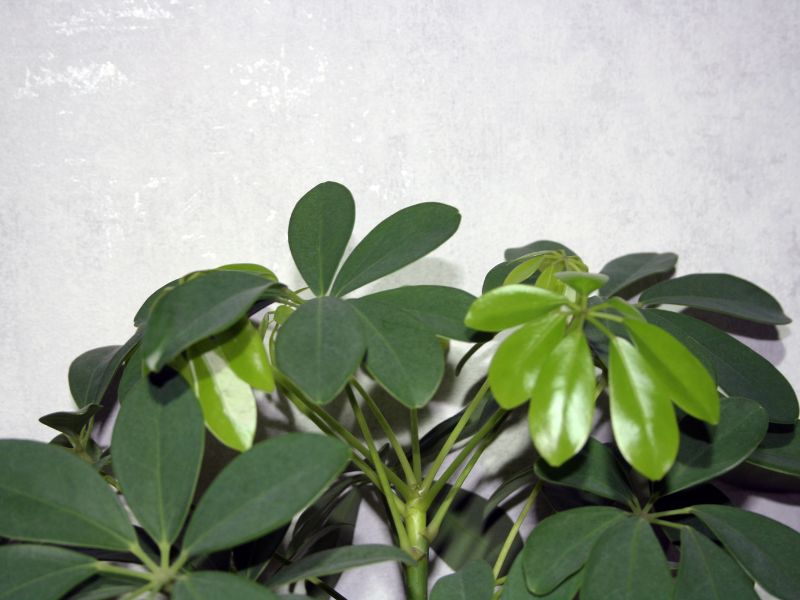 The Schefflera tree is a potent air purifier and a low-maintenance plant species overall.