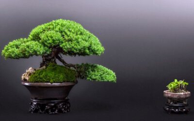 How Long Does It Take for Bonsai Trees to Grow