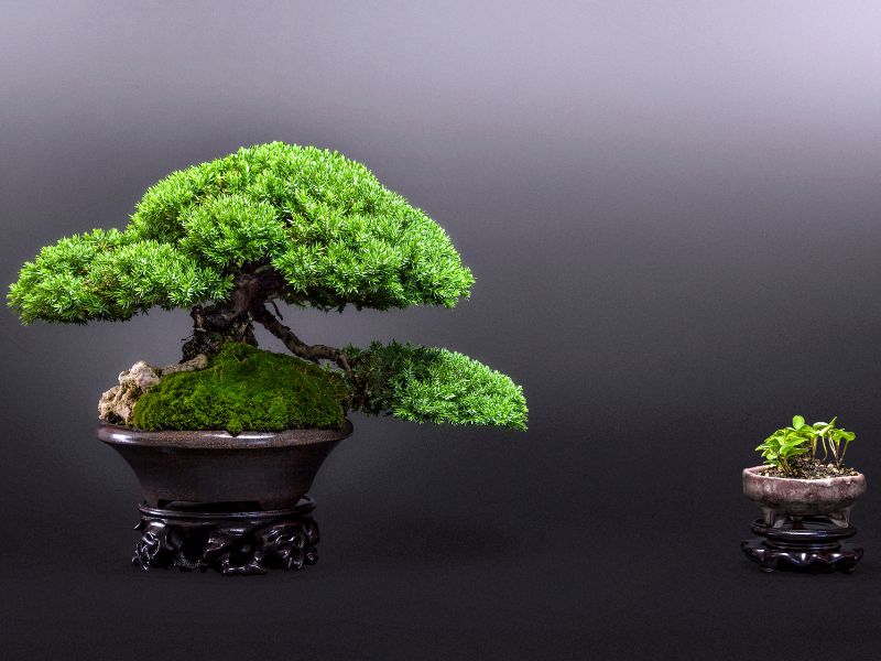 How Long Does It Take for Bonsai Trees to Grow - Hooked on Bonsai