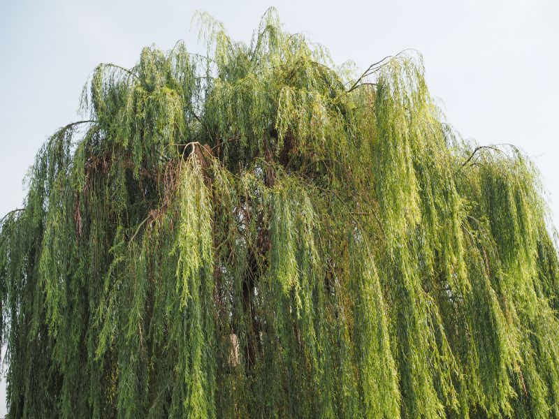 Propagating a weeping willow as a bonsai tree grow faster than most tree species.