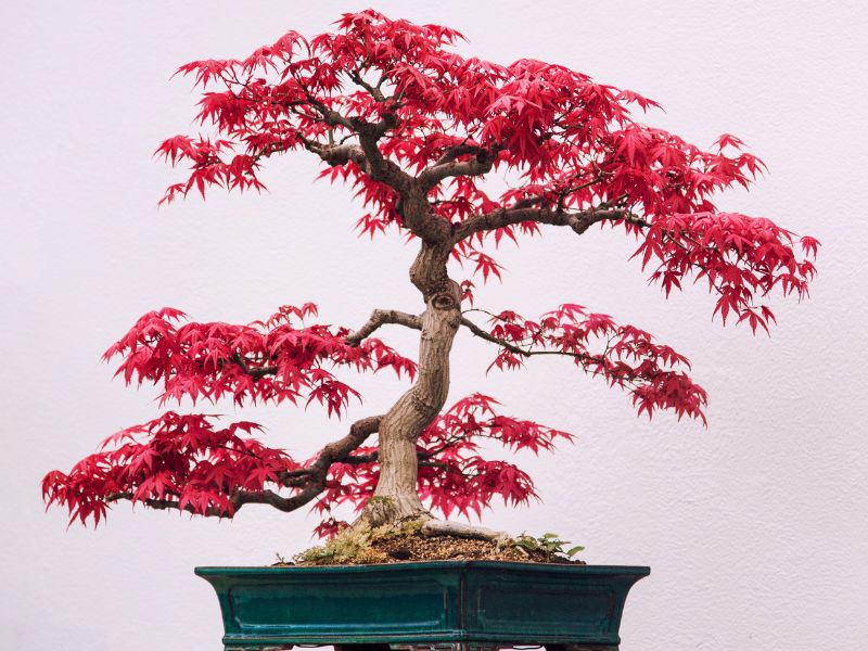 Japanese maple trees are a classic choice for an average bonsai tree.