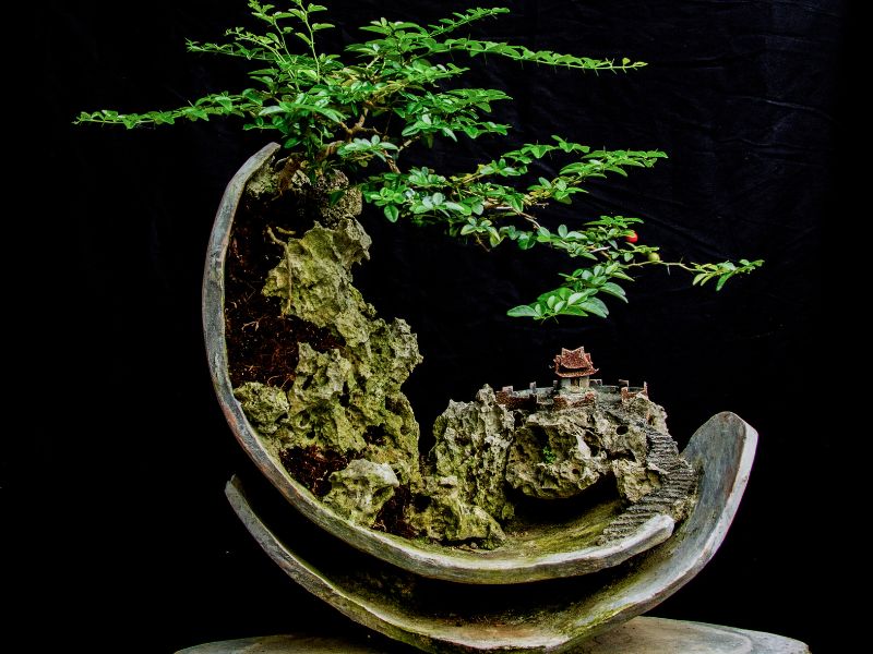 How can you speed up growing a bonsai?