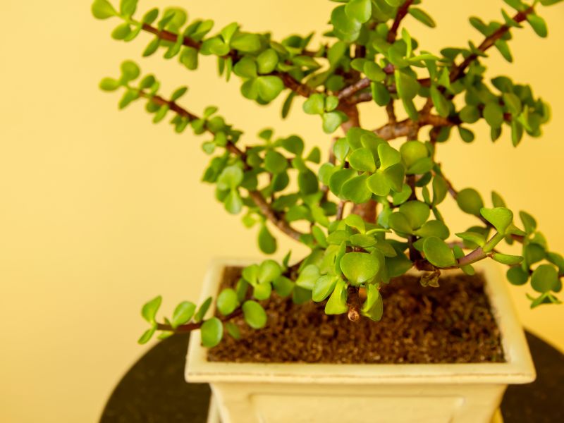 A dwarf jade bonsai tree are very long-lived, typically lasting anywhere from 10 to 20 years or more.