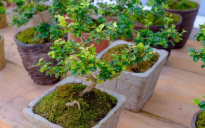 How to Bonsai on a Budget