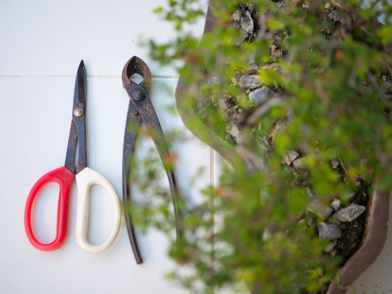 Cheap Bonsai cultivation involves using basic tools available at your home.