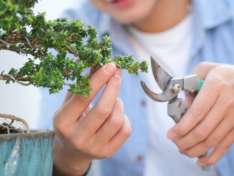 Pruning your miniature tree will nurture it.