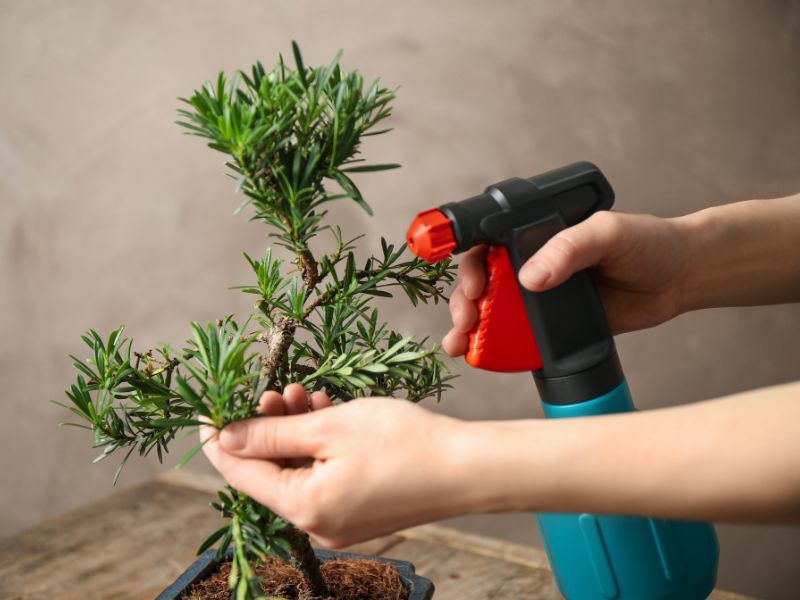 Ensure your Bonsai is free from pests and diseases.