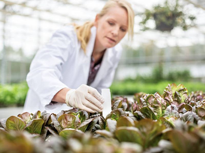 Using a pH meter or a test solution, one can ascertain the current pH level of the bonsai soil. 