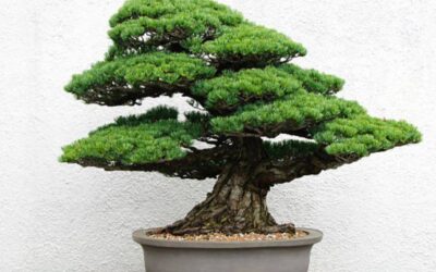 The Impact Of Soil On Bonsai Root Health And Growth