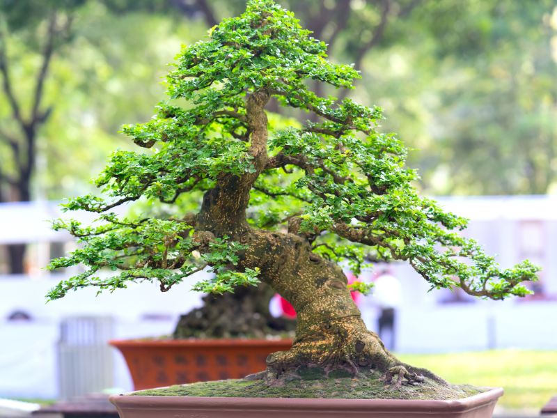 The Role Of Soil In Bonsai Success: A Comprehensive Guide - Hooked on ...