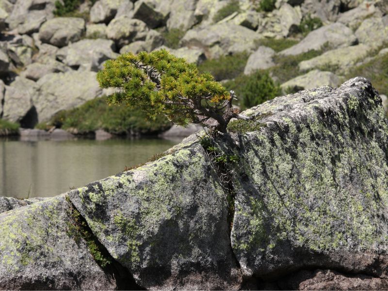 Pine yamadori in a rock
