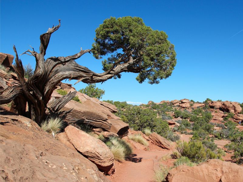 Unique desert trees: survivors of drought and extreme temperature swings