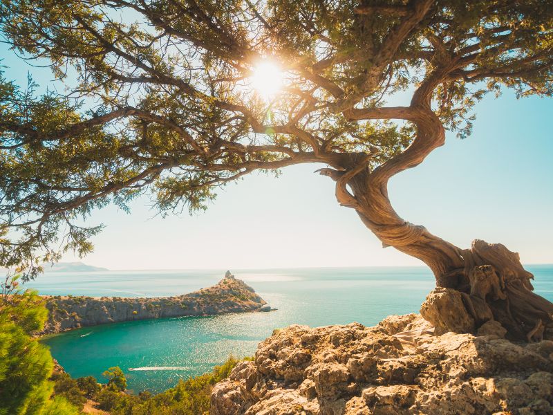 Juniper on the edge of a cliff overlooking a cape in the sea