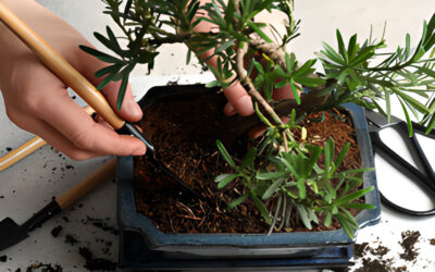 Bonsai Soil Troubleshooting: Common Issues And Solutions