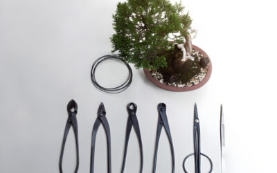 Bonsai Tools For Beginners | A Starters Guide