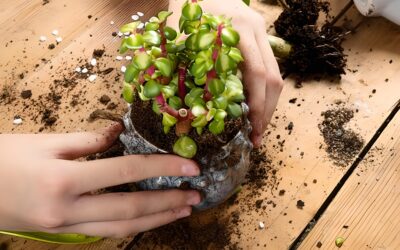 Mastering Bonsai Soil: DIY Recipes and Techniques for the Perfect Mix