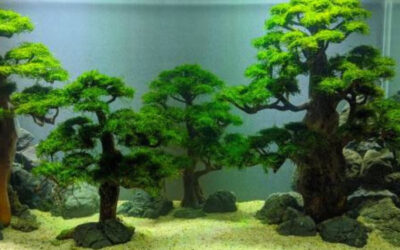 Aquatic Bonsai: Exploring The Possibilities Of Underwater Bonsai Trees