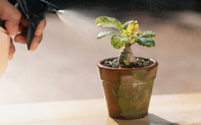 5 Essential Bonsai Fertilizers for Healthy Growth