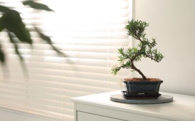 Best Indoor Bonsai Trees for Beginners | Starter Guide