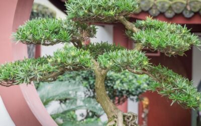 Bonsai Tree Origin | A Complete Story