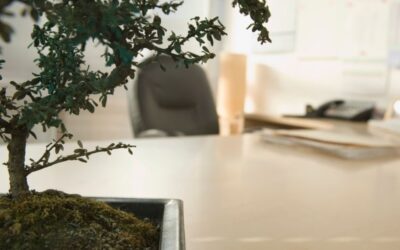 Best Bonsai Tree for Your Office | A Work Buddy Guide