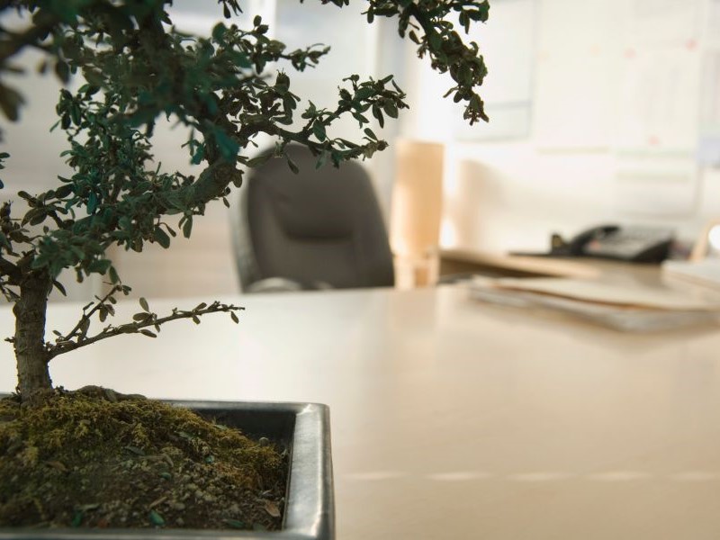 Top Bonsai Tree for Office Spaces