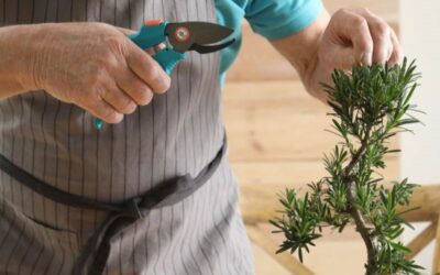 Indoor Bonsai Care: Tips for Thriving Houseplants