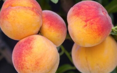 Complete Bonsai Peach Tree Guide