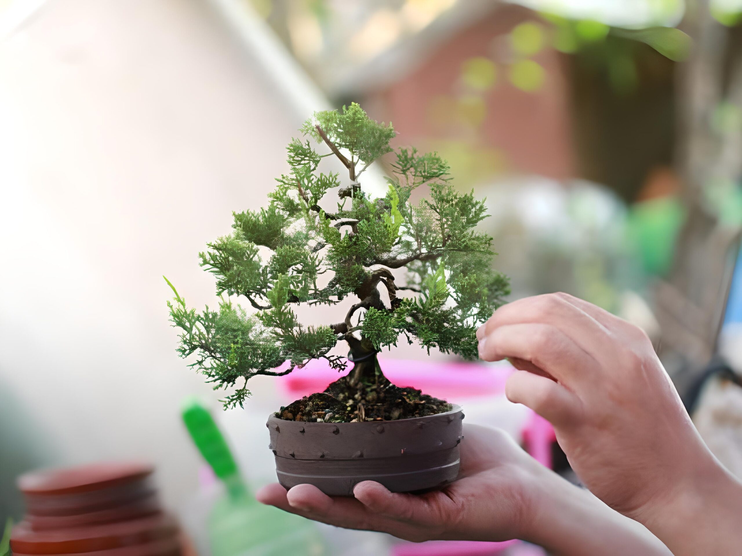 Key Benefits of Bonsai Complete & Comprehensive List