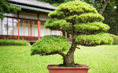 Where Are Bonsai Trees From? | A History Lesson in Bonsai
