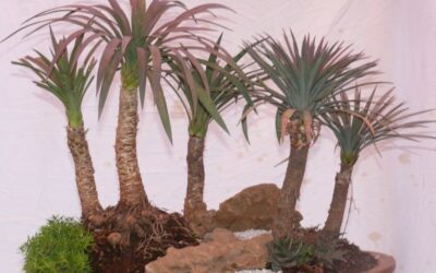 Bonsai Palm Tree Overview – Miniature Tropical Trees