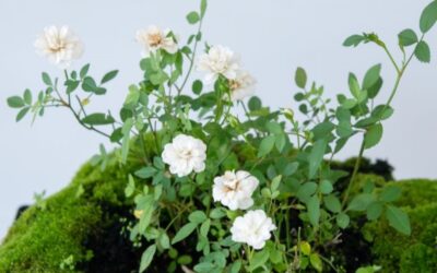 How to Grow Bonsai Roses – Majestic Bonsai Species Guide