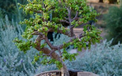 Elephant Tree Bonsai: Unleashing the Gentle Giant in Your Garden