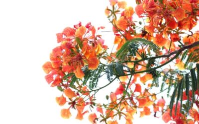 Flame Tree Bonsai: Igniting Passion in Miniature Gardening
