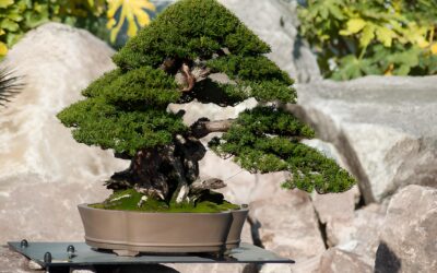Bonsai Trees In Literature: Symbolism And Significance