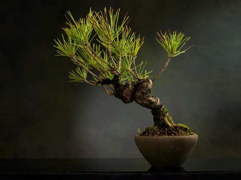 bonsai plant on a table