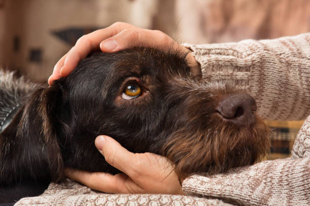 Bonsai Toxicity: Are Bonsai Trees Toxic to Pets?