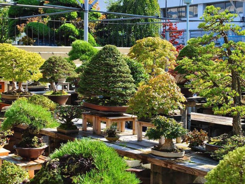 Fujikawa Kouka-en Bonsai Garden