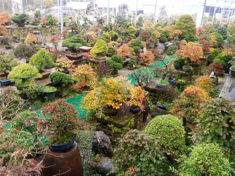 Korea Bonsai Museum, South Korea