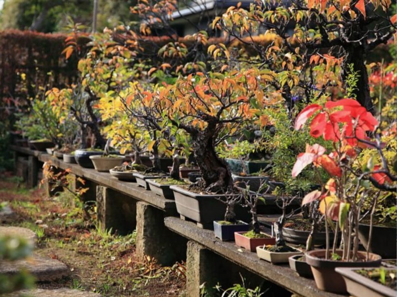 Kyuka-en Bonsai Garden